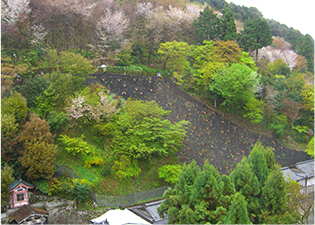 工事直後の裏山