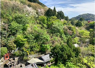 植栽が戻った裏山